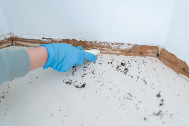 Best Flea Control Services  in Cornwall, PA